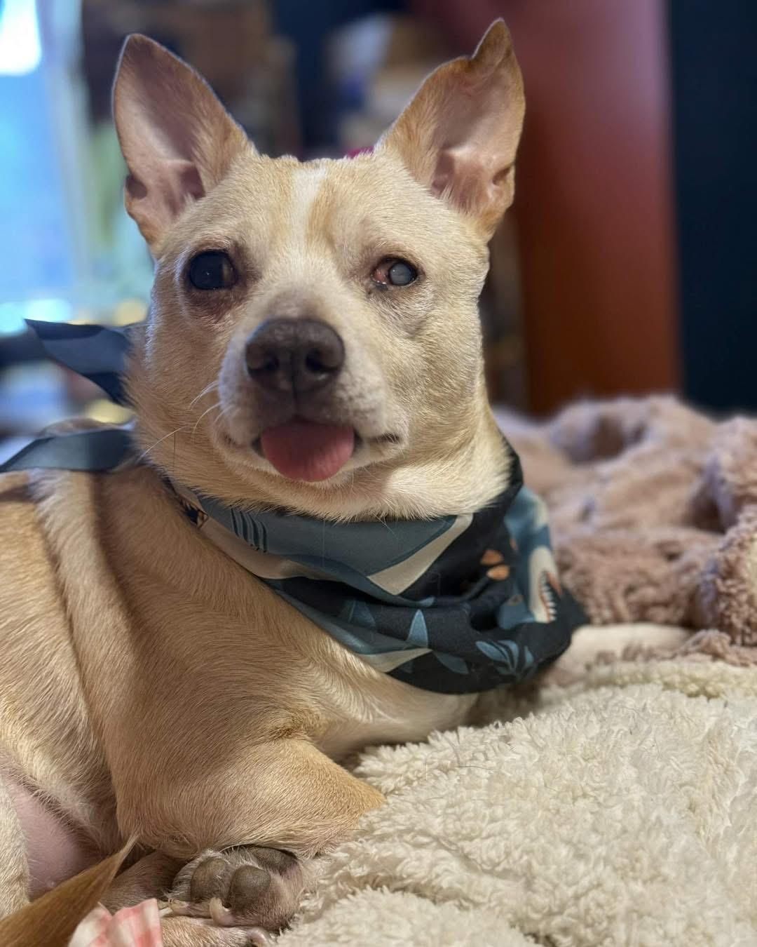 Enlarge Stevie, a Adoptable Chihuahua in Richmond, KY image 4/6