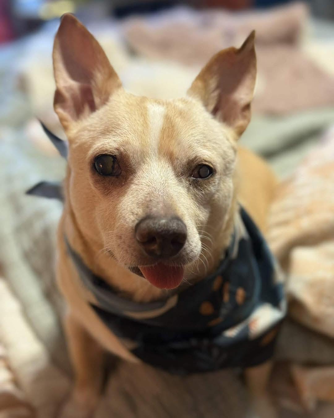 Enlarge Stevie, a Adoptable Chihuahua in Richmond, KY image 5/6