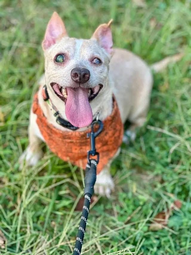 Enlarge Stevie, a Adoptable Chihuahua in Richmond, KY image 6/6