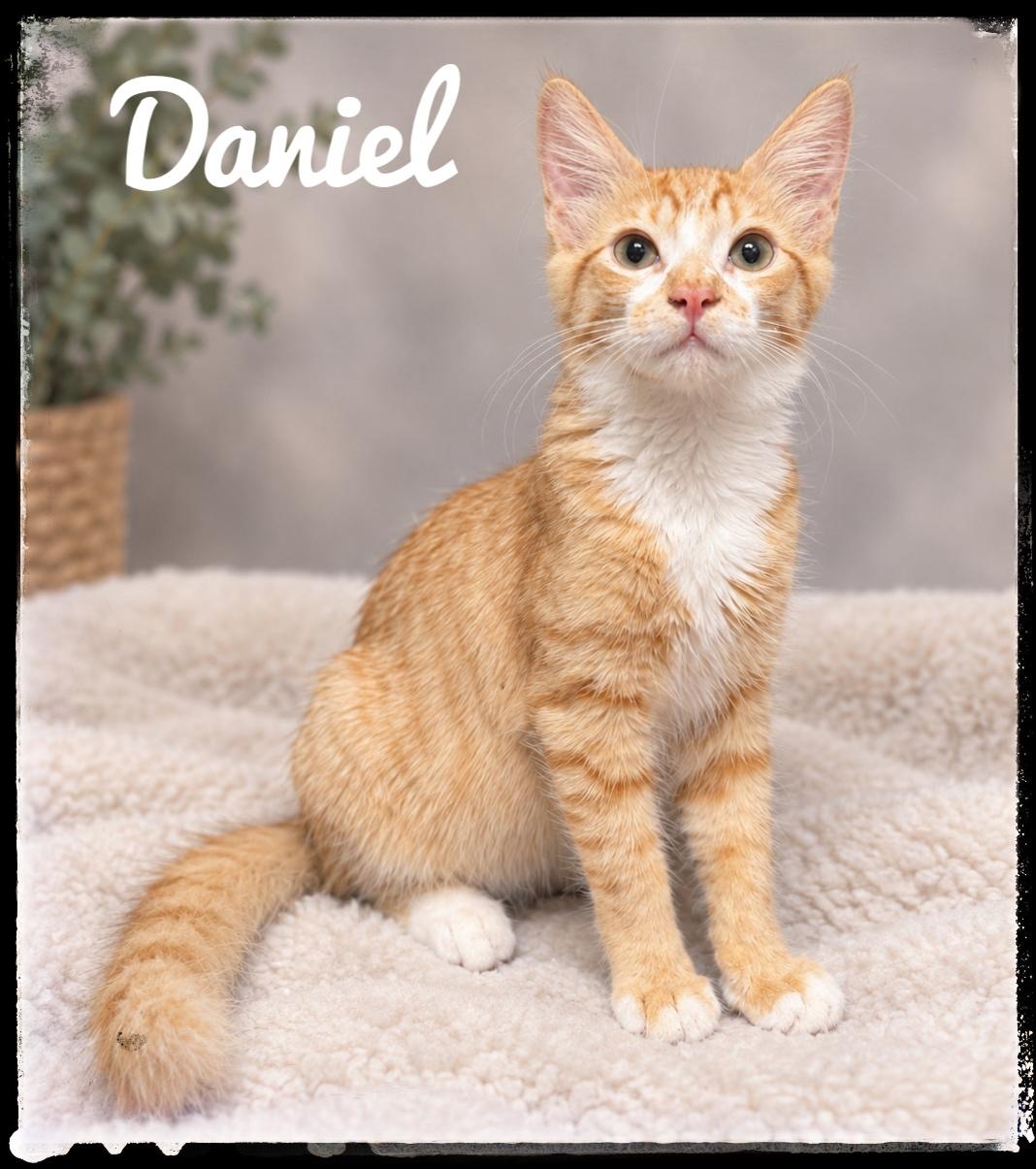 Daniel, Adoptable, Kitten Male Domestic Medium Hair.