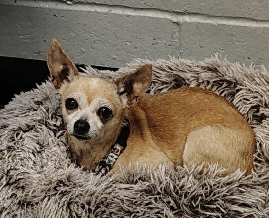 Carly, ADOPTABLE, Adult Female Chihuahua.