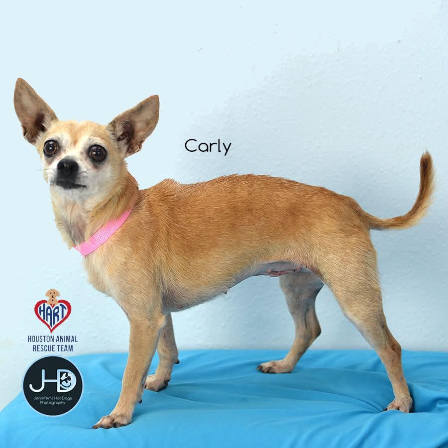 Enlarge Carly, a ADOPTABLE Chihuahua in Sudbury, MA image 2/2
