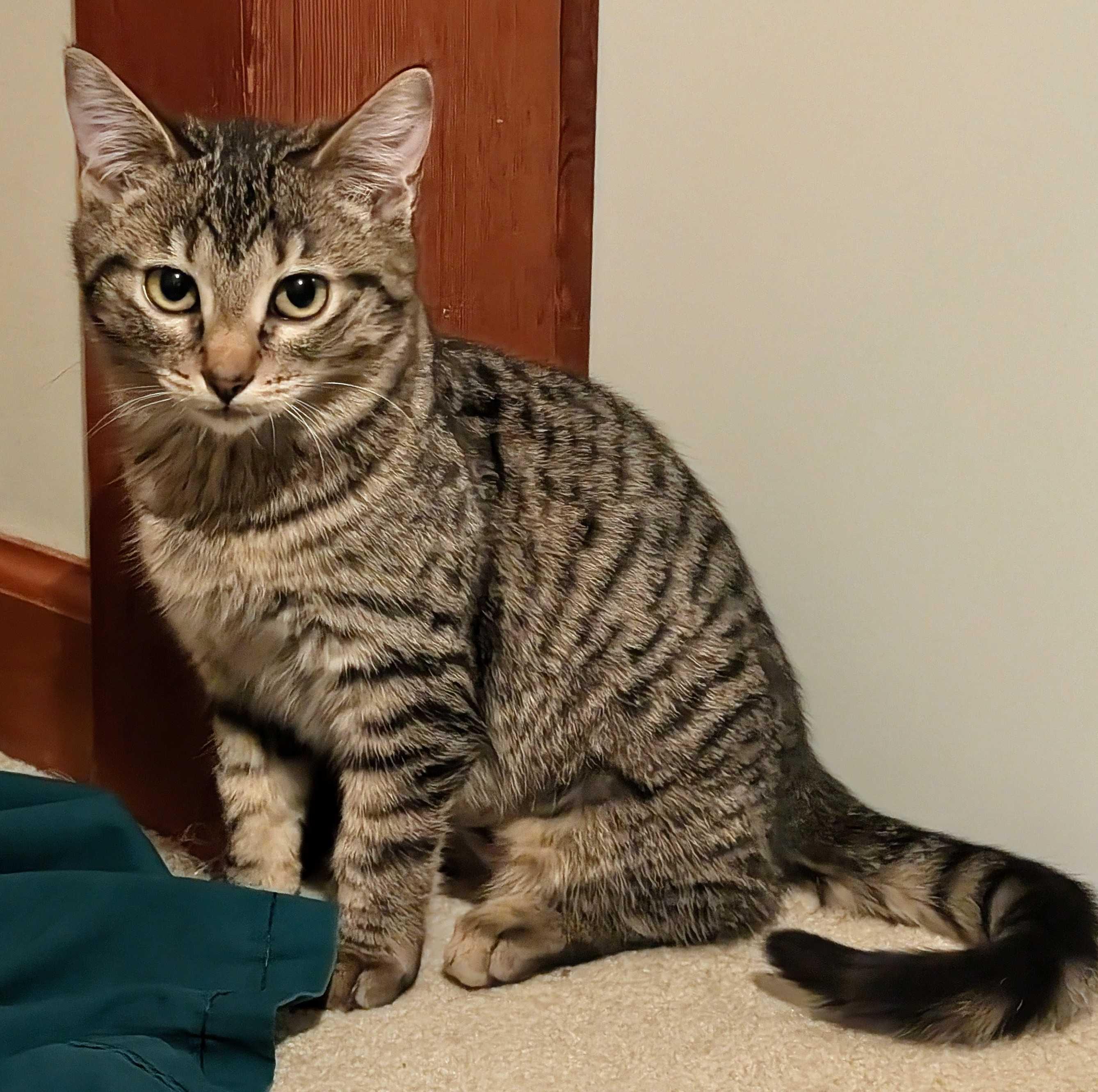 Enlarge Coleslaw and Cornbread, a ADOPTABLE Domestic Short Hair in Seattle, WA image 3/5