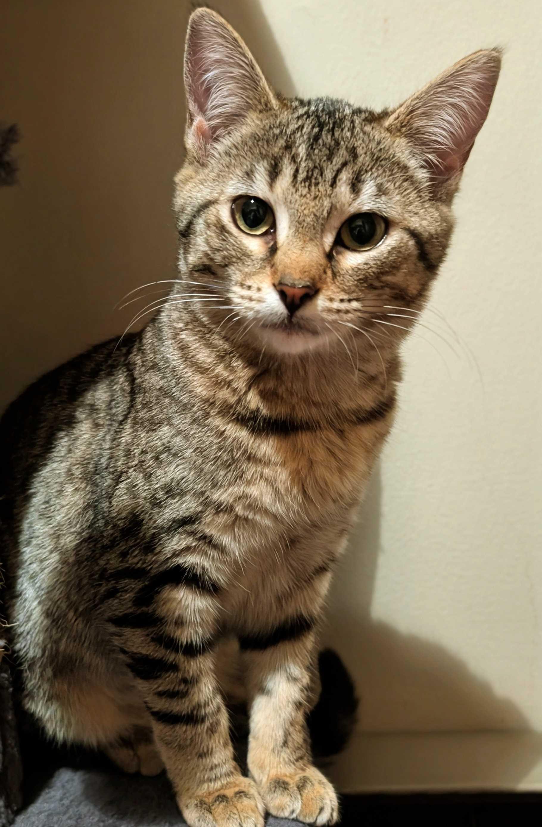 Enlarge Coleslaw and Cornbread, a ADOPTABLE Domestic Short Hair in Seattle, WA image 4/5
