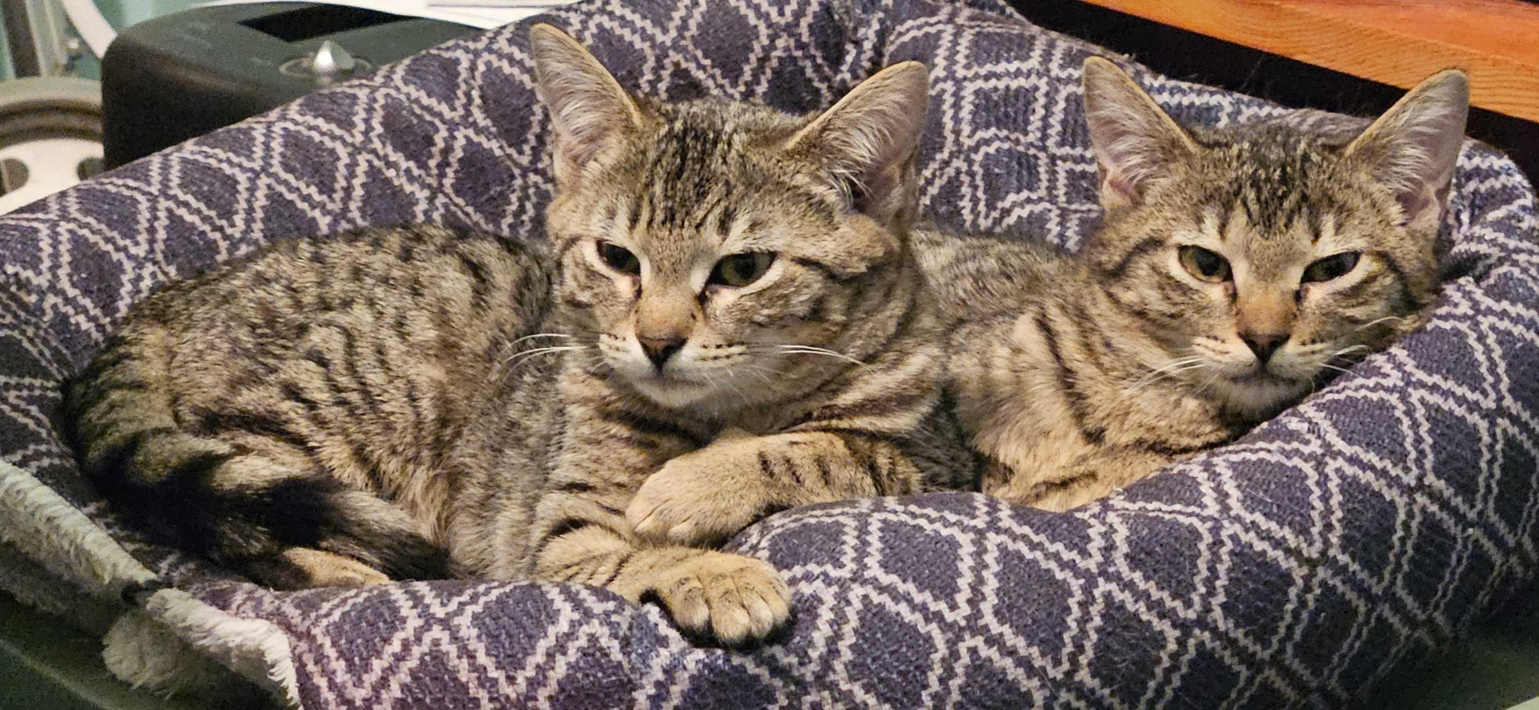 Enlarge Coleslaw and Cornbread, a ADOPTABLE Domestic Short Hair in Seattle, WA image 2/5