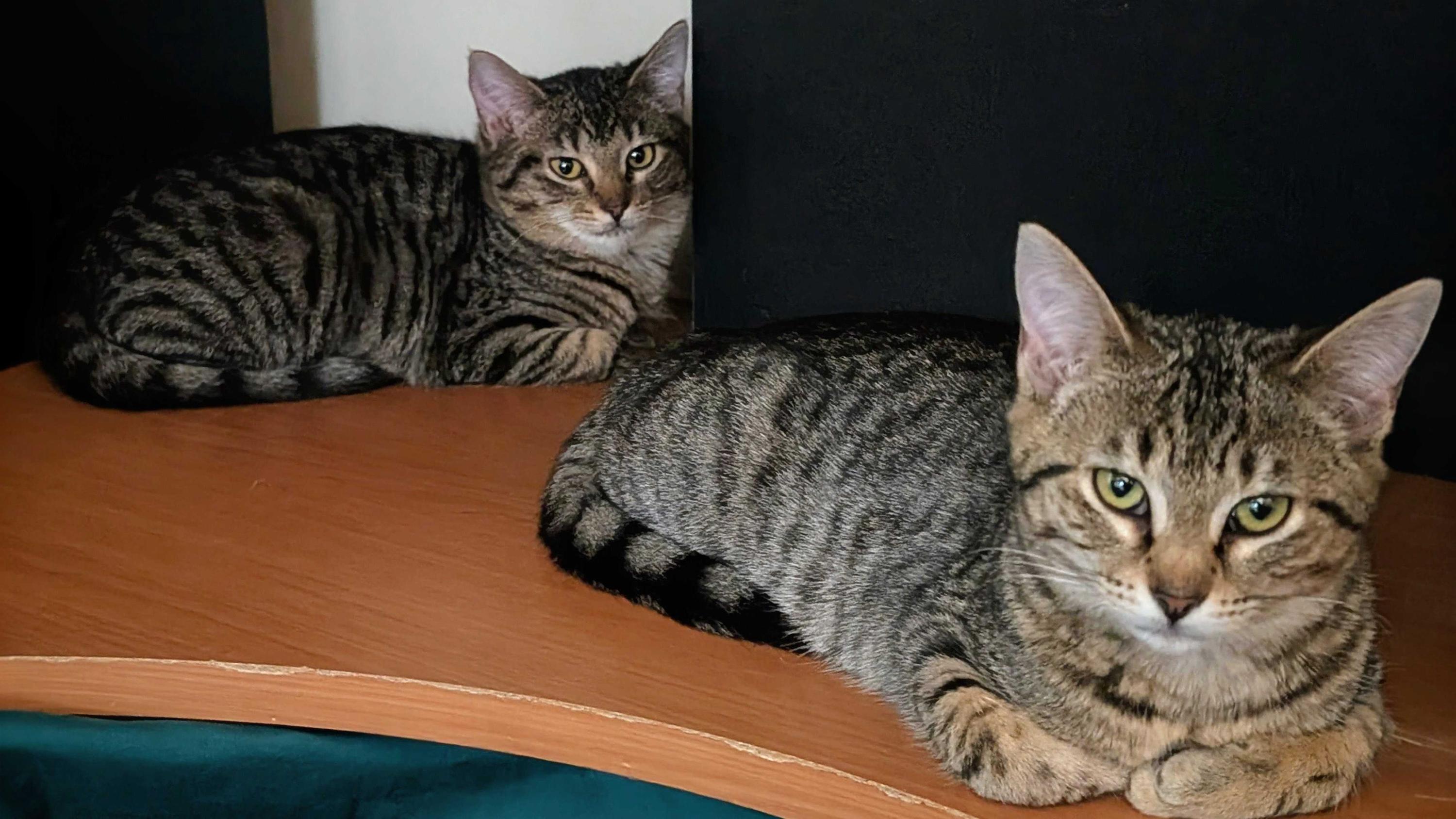 Enlarge Coleslaw and Cornbread, a ADOPTABLE Domestic Short Hair in Seattle, WA image 5/5