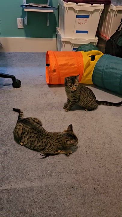 Enlarge Coleslaw and Cornbread, a hold Domestic Short Hair in Seattle, WA video 6/6