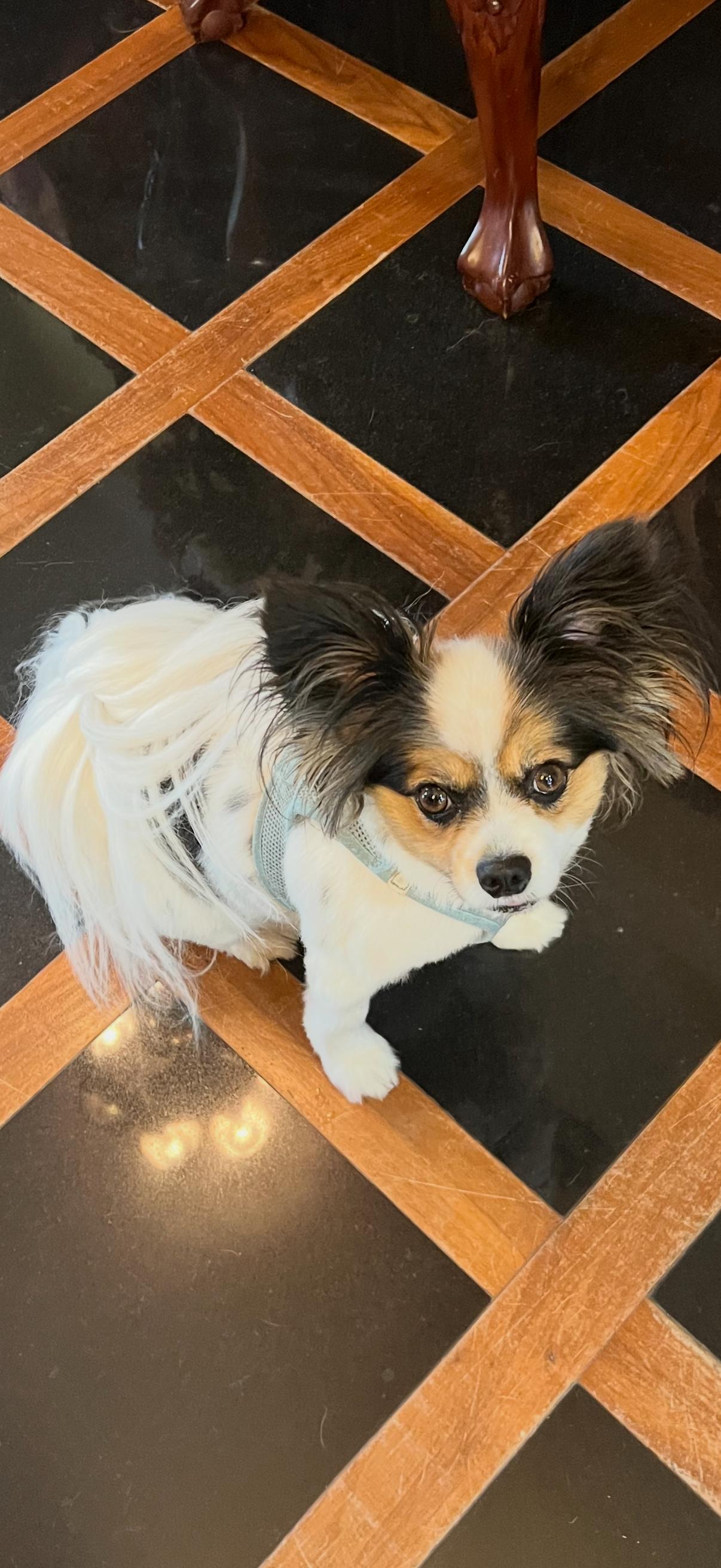 Enlarge Sherlock, an adopted Papillon in Little Elm, TX image 1/1