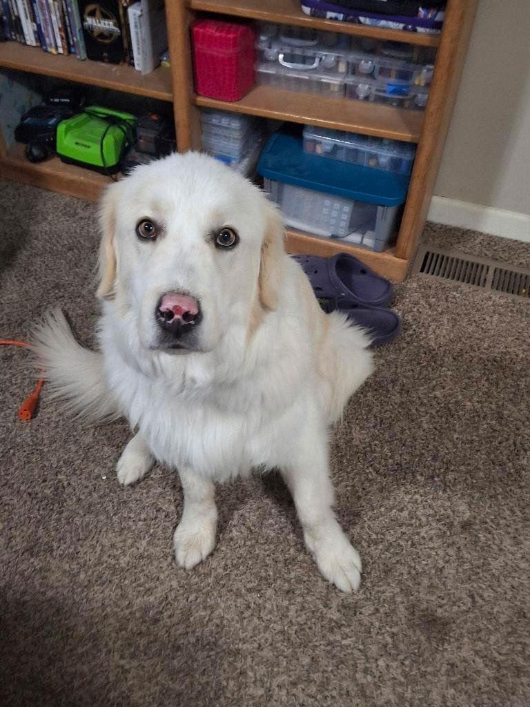 Stryker, Adoptable, Adult Male Great Pyrenees.