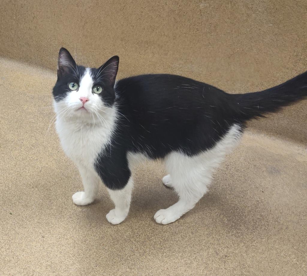 Enlarge Chevy, a Adoptable mixed breed in Grand Forks, ND image 1/1