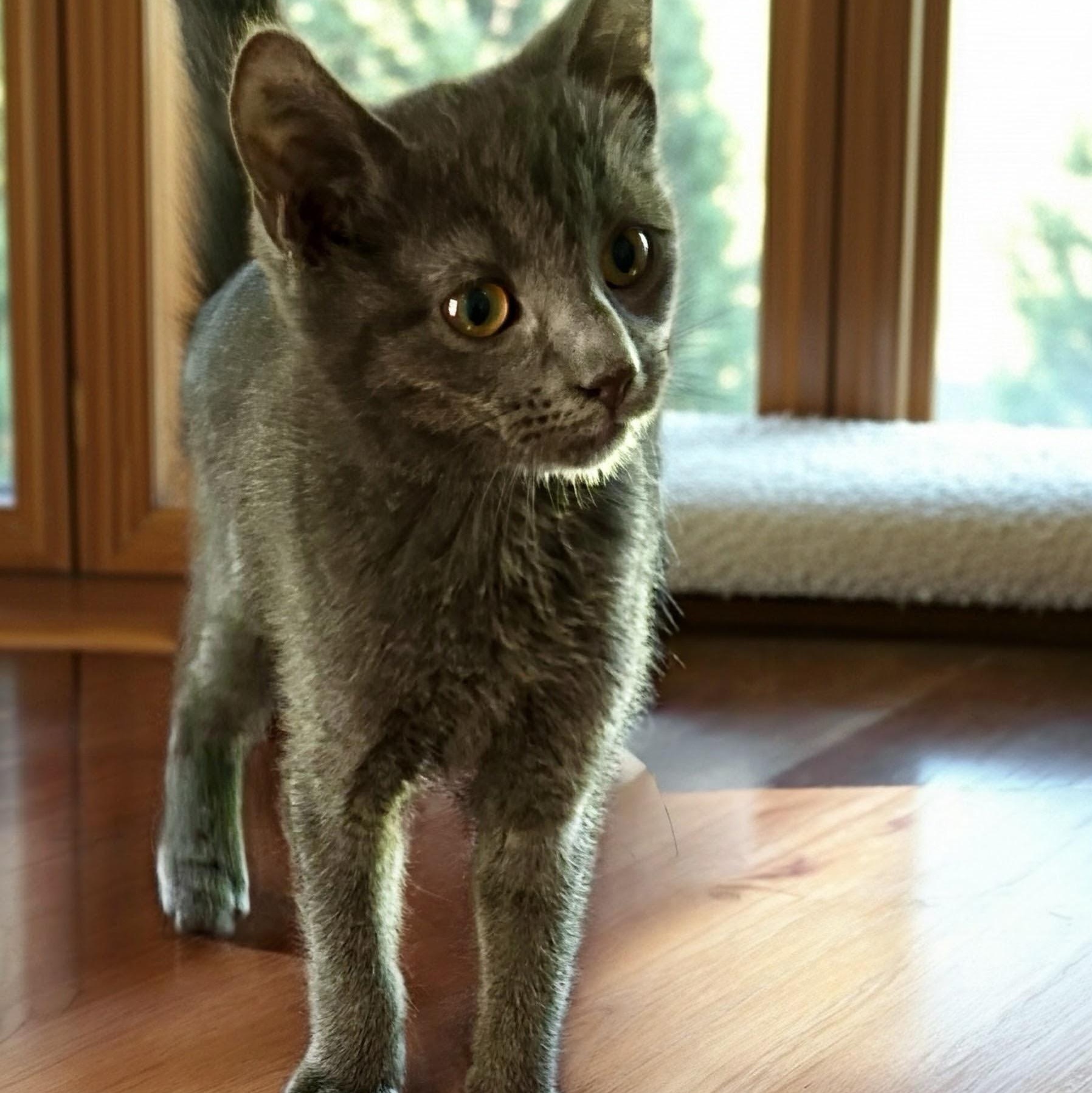 Enlarge Mr. Purr Machine, an adopted Domestic Short Hair in Norwalk, CT image 1/1
