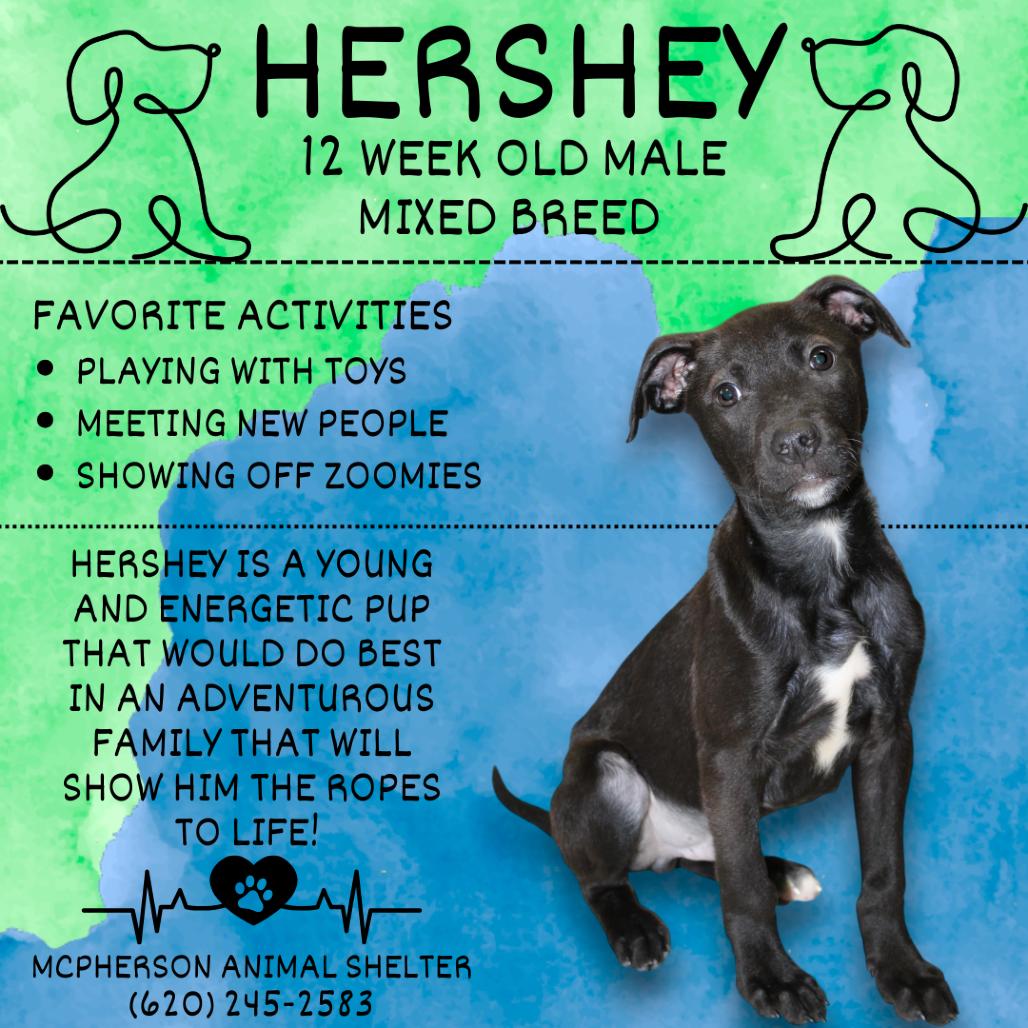 Hershey, Adoptable, Puppy Male Mixed Breed.