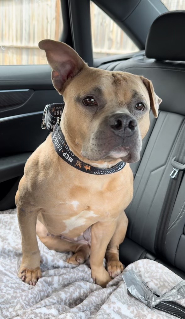 Sid, a Adoptable mixed breed in Chicago, IL image 4/6