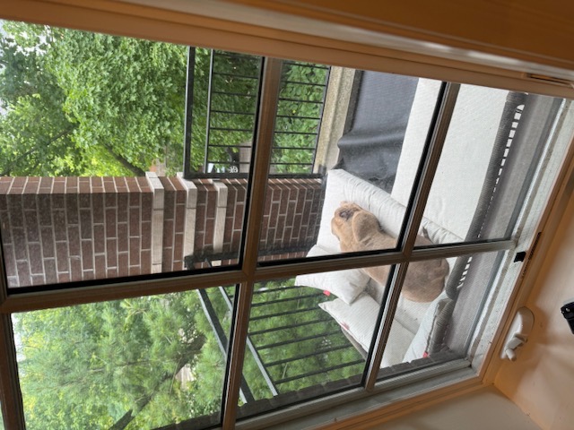 Sid, a Adoptable mixed breed in Chicago, IL image 3/6