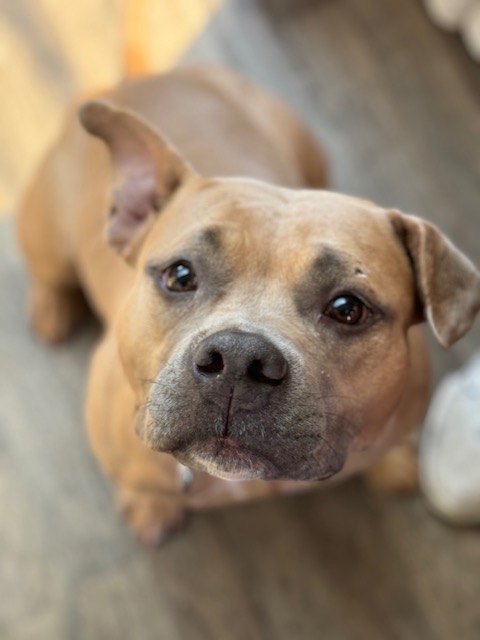 Sid, a Adoptable mixed breed in Chicago, IL image 5/6