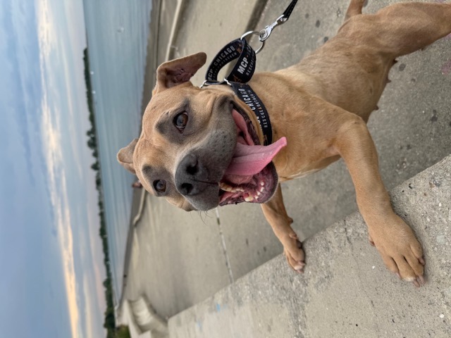 Sid, a Adoptable mixed breed in Chicago, IL image 1/6