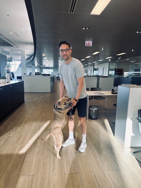 Sid, a Adoptable mixed breed in Chicago, IL image 6/6