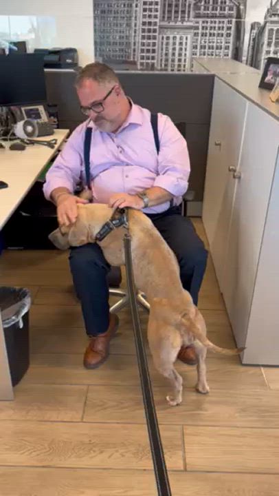 Enlarge Sid, a Adoptable mixed breed in Chicago, IL video 2/6