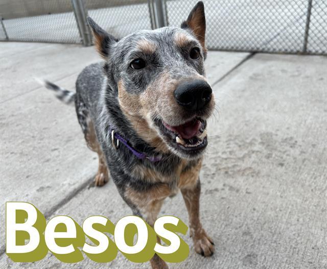 BESOS, Adoptable, Young Male Australian Cattle Dog / Blue Heeler.