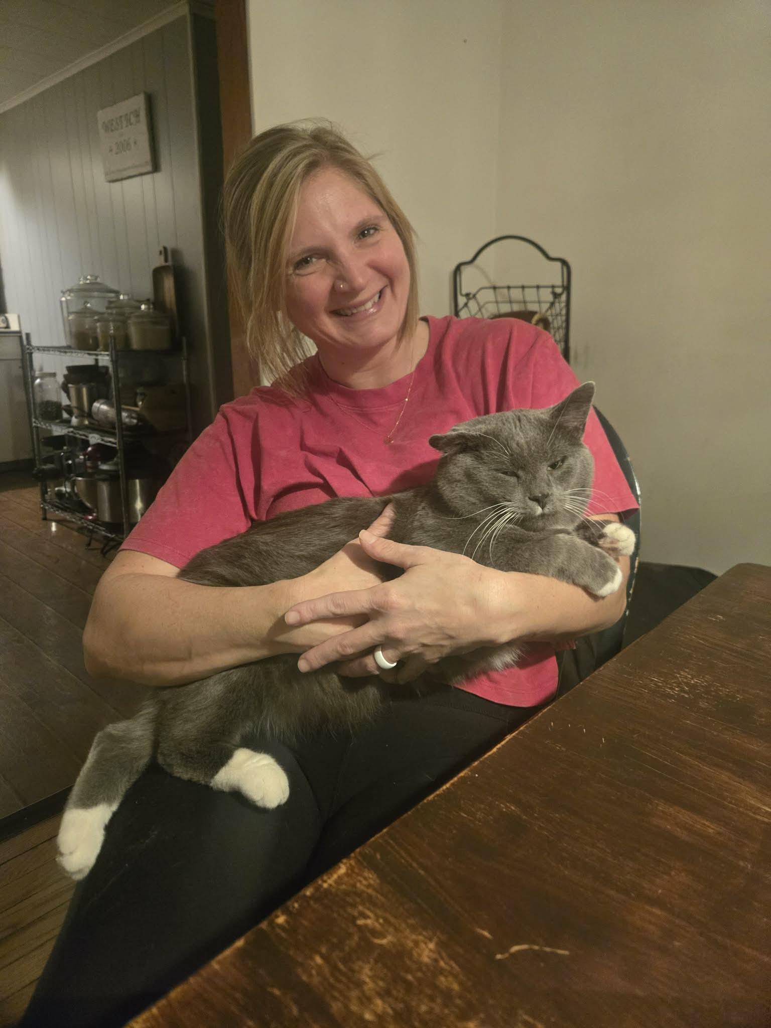 Enlarge TomTom, an adopted Tuxedo in Morgantown, WV image 1/4