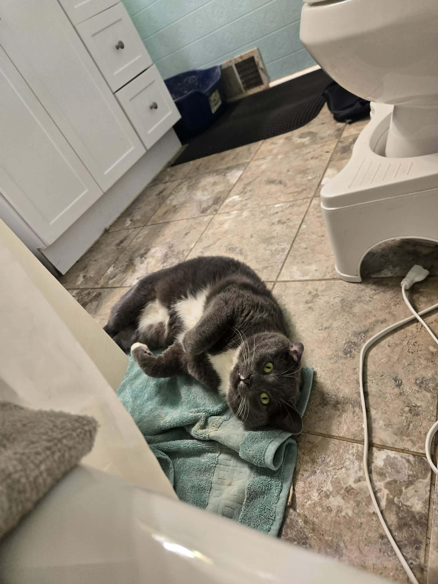 Enlarge TomTom, an adopted Tuxedo in Morgantown, WV image 4/4