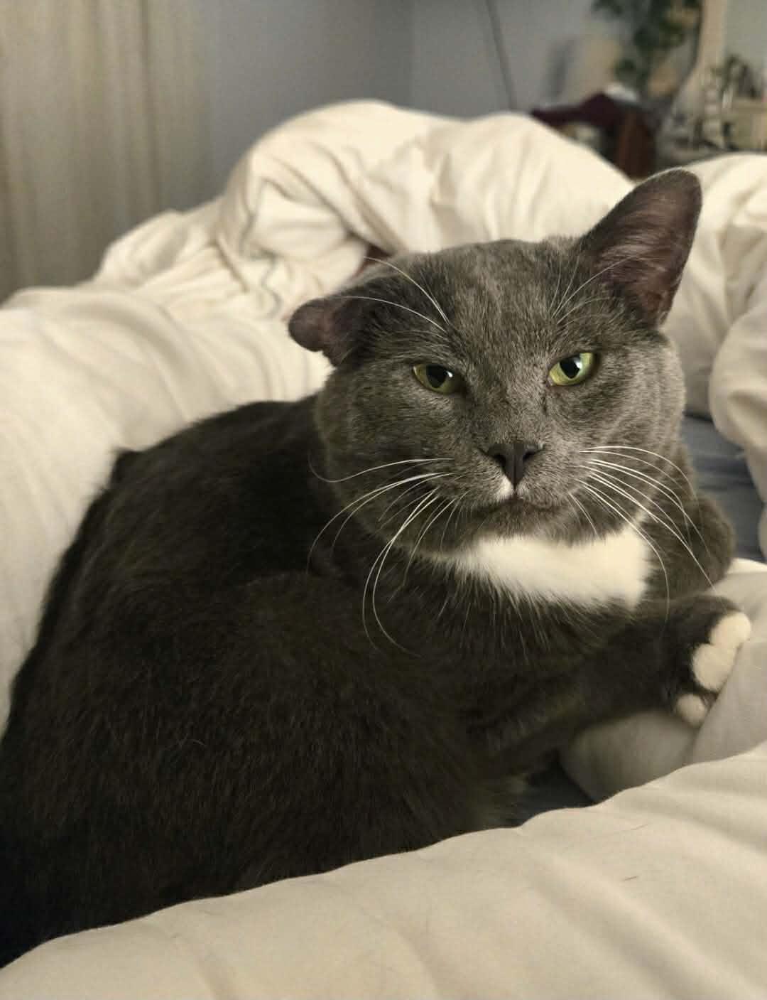 Enlarge TomTom, an adopted Tuxedo in Morgantown, WV image 2/4