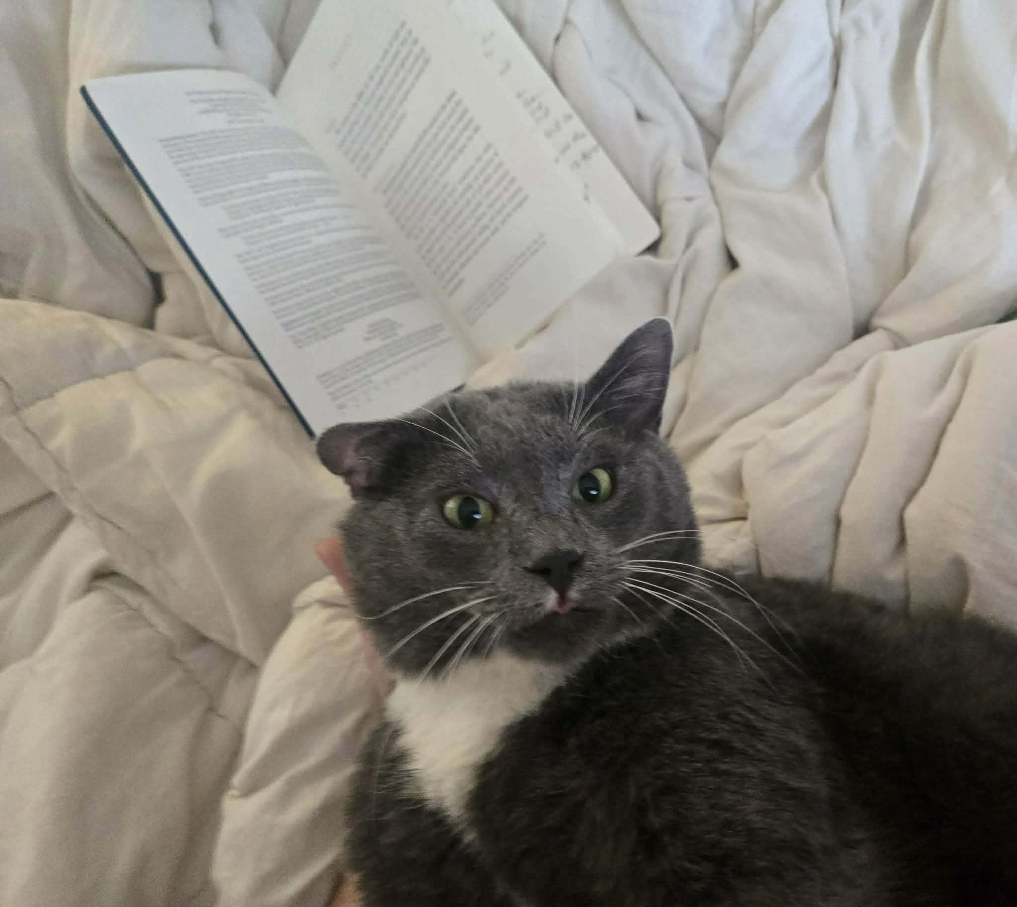 Enlarge TomTom, an adopted Tuxedo in Morgantown, WV image 3/4