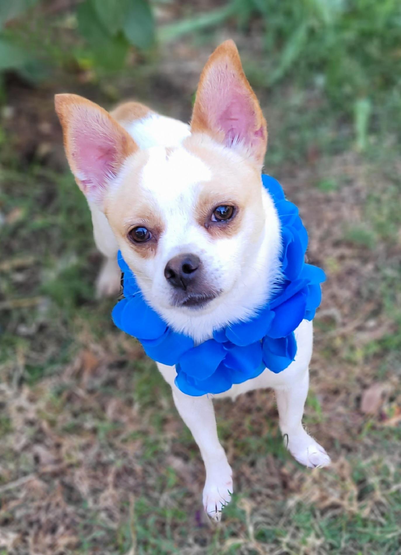 Enlarge Ziggy, a Adoptable mixed breed in Vernon, TX image 2/2