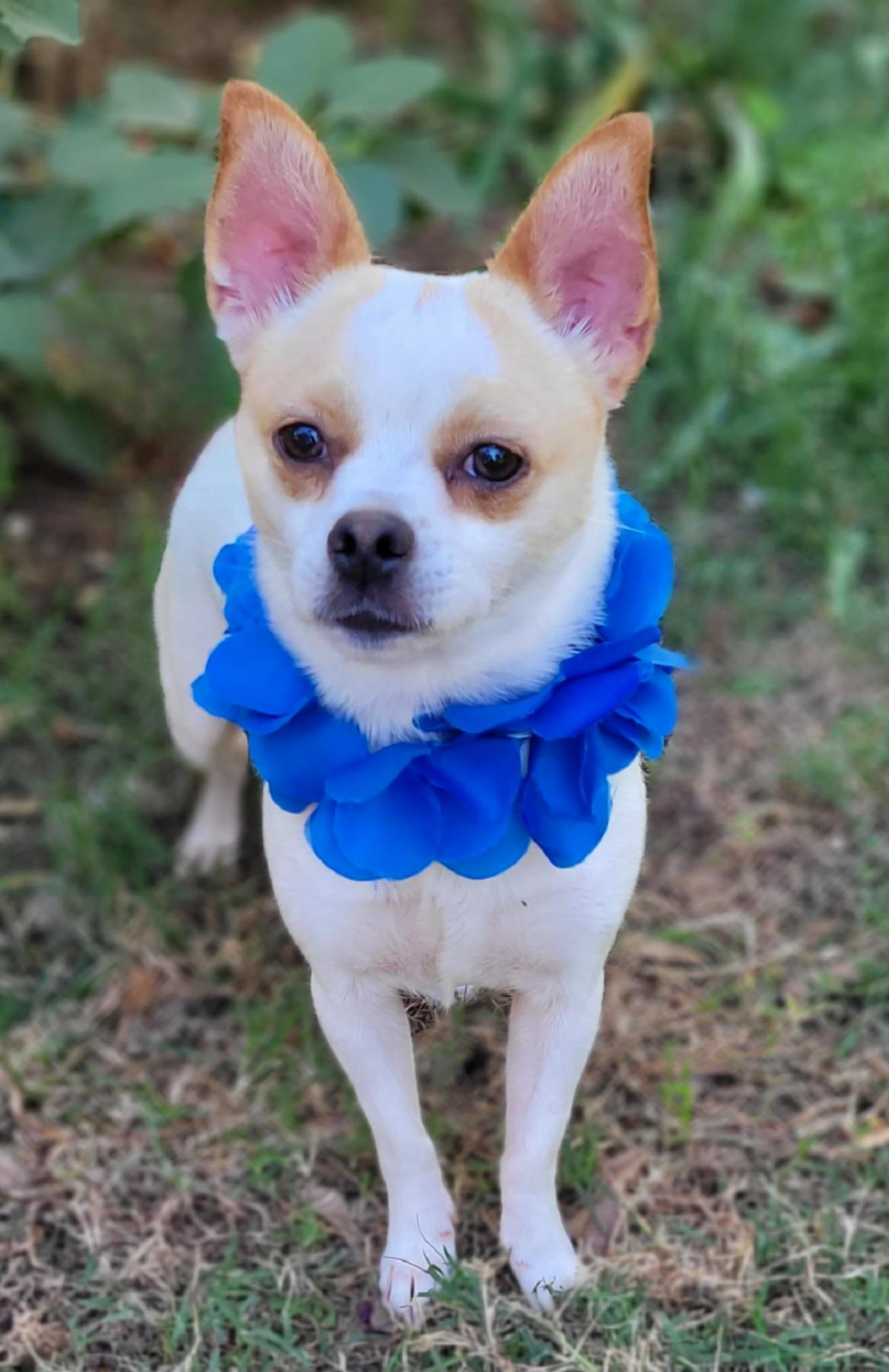 Ziggy, Adoptable, Young Male Chihuahua & Terrier.