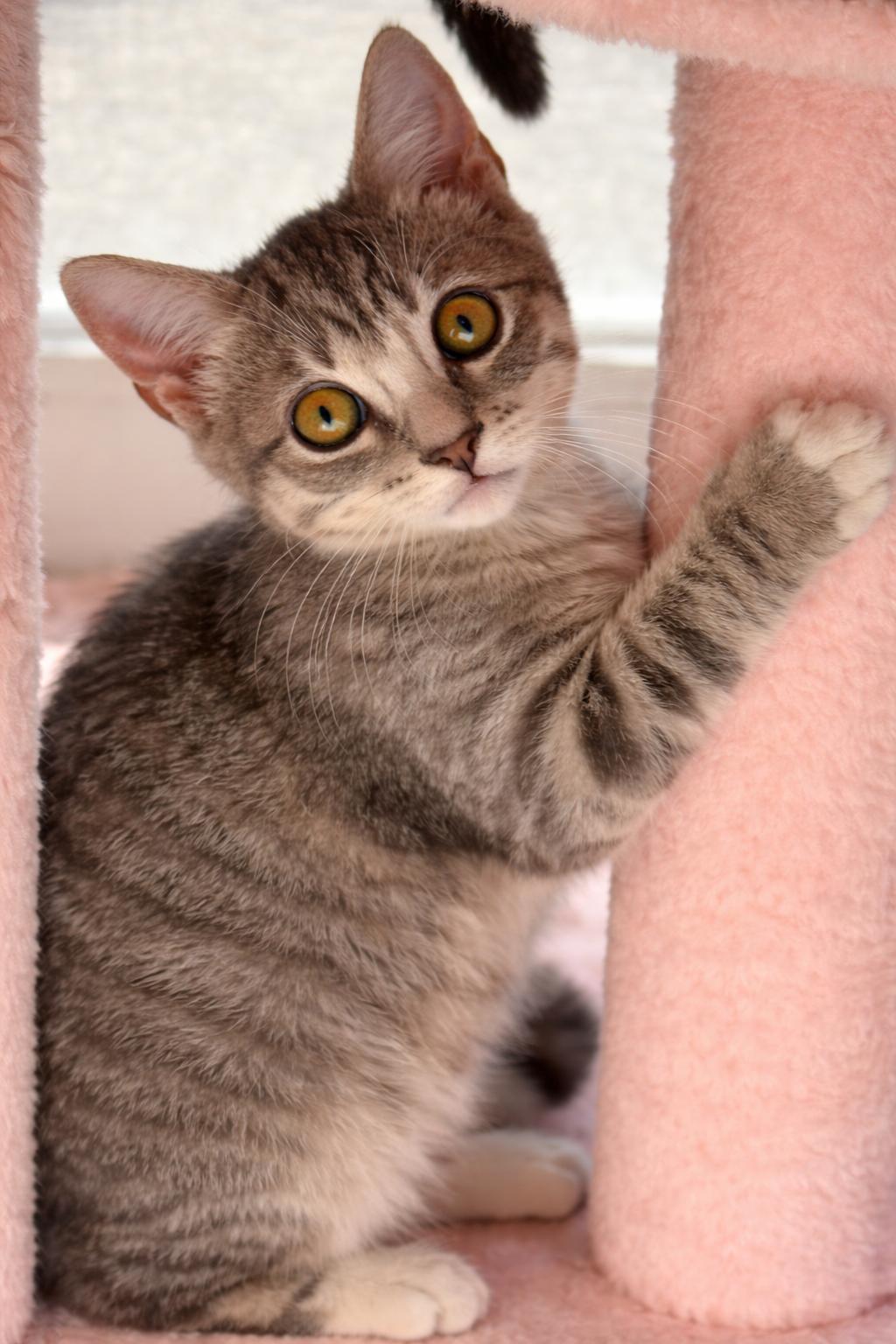 Fergus — thumbnail 2