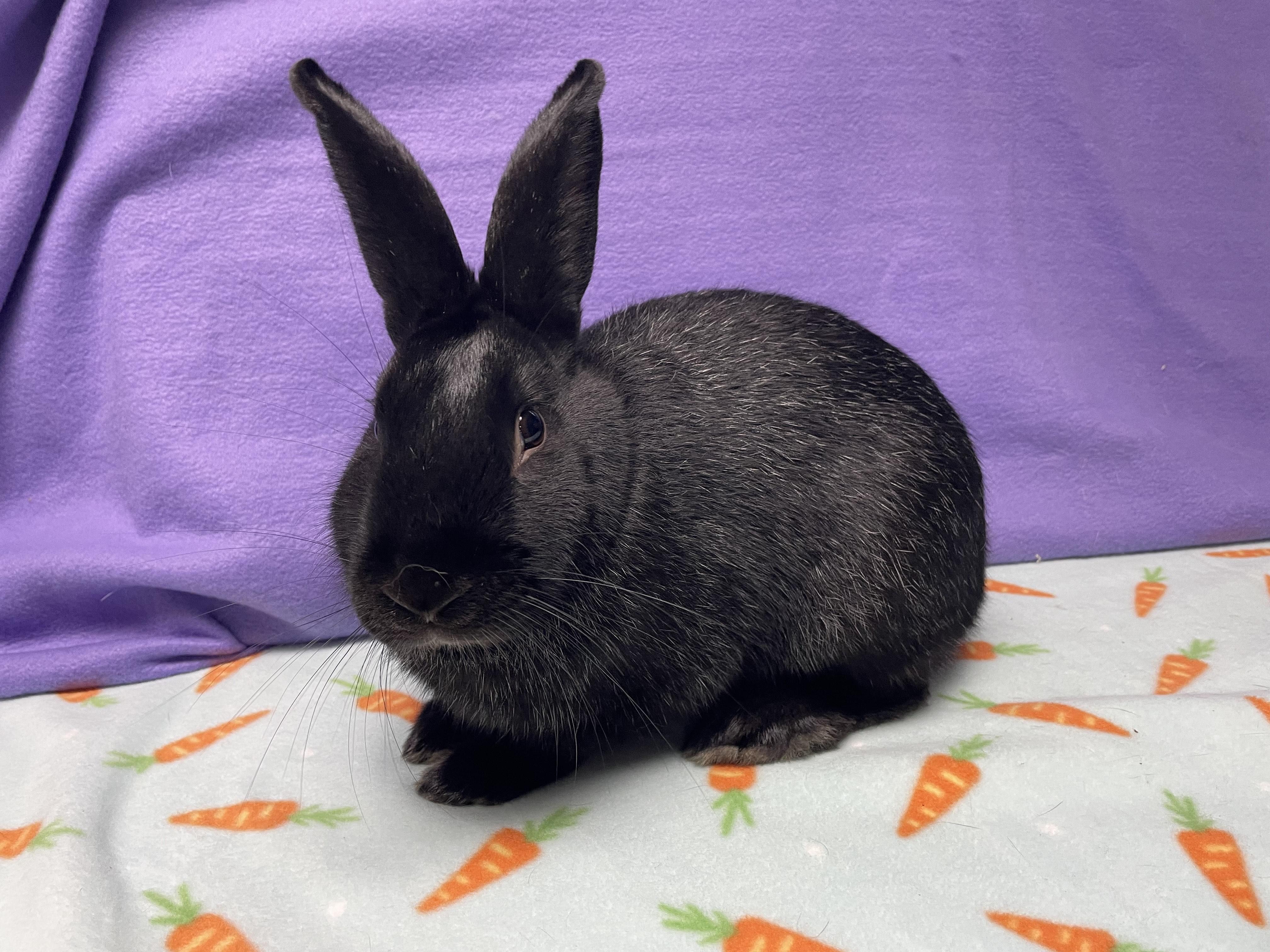 Oscar, adoptable, Young Male Bunny Rabbit.