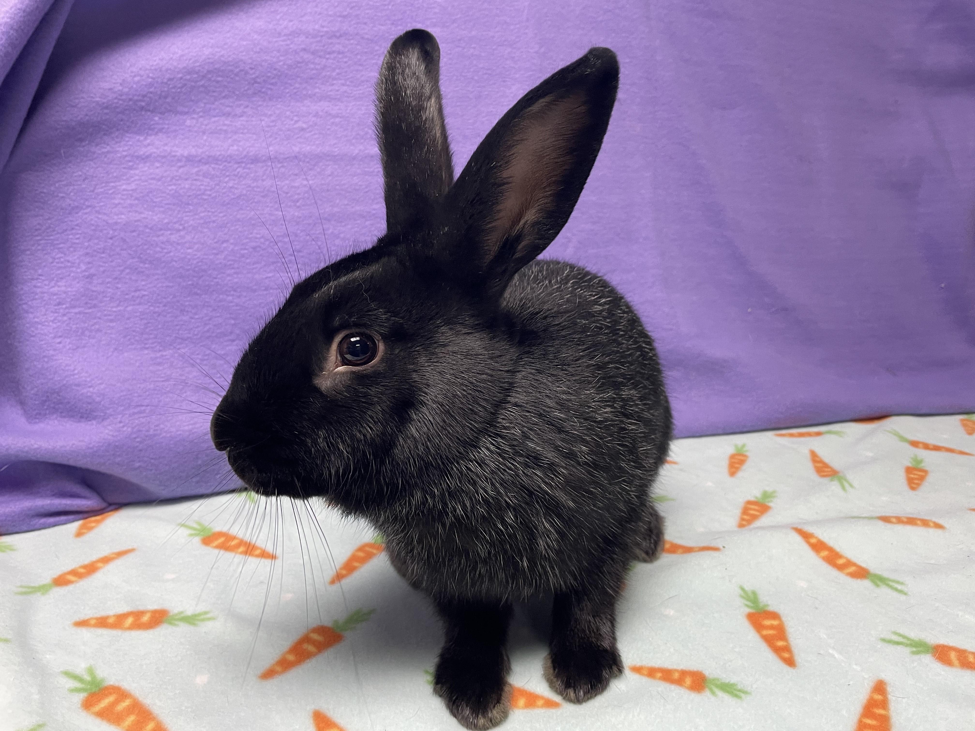 Enlarge Oscar, an adoptable Bunny Rabbit in Harrisburg, PA image 2/4