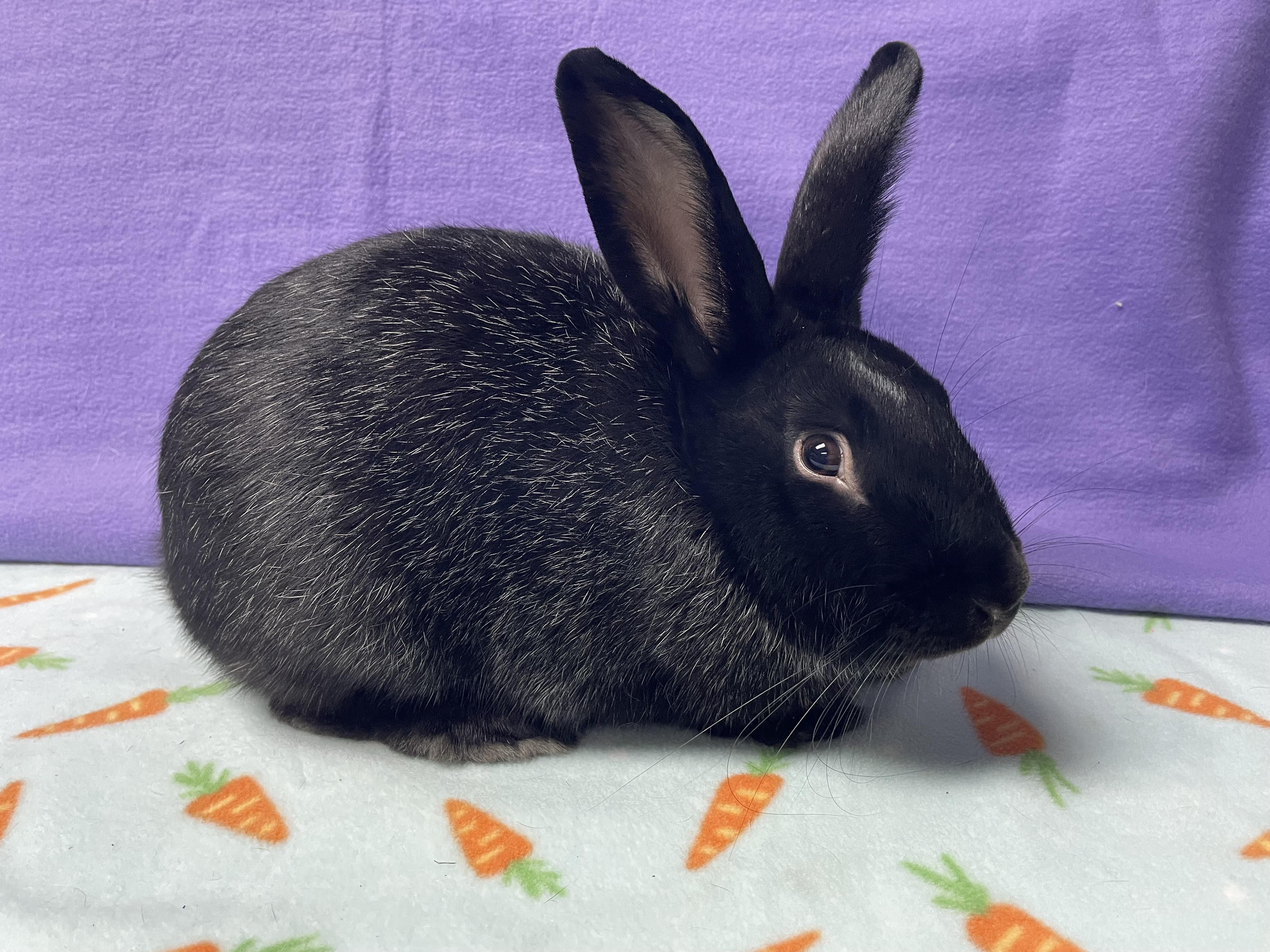 Enlarge Oscar, an adoptable Bunny Rabbit in Harrisburg, PA image 3/4