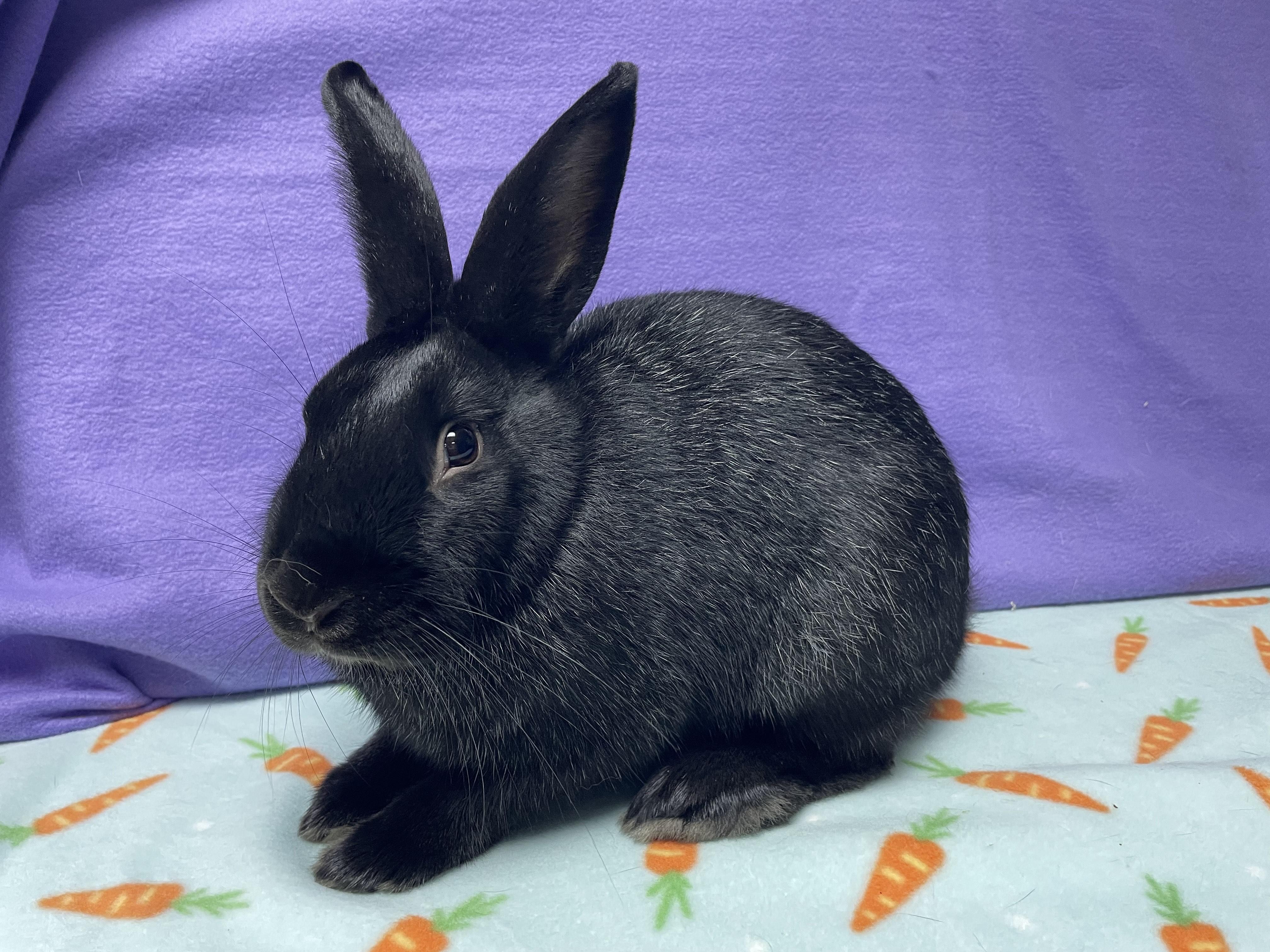 Enlarge Oscar, an adoptable Bunny Rabbit in Harrisburg, PA image 4/4
