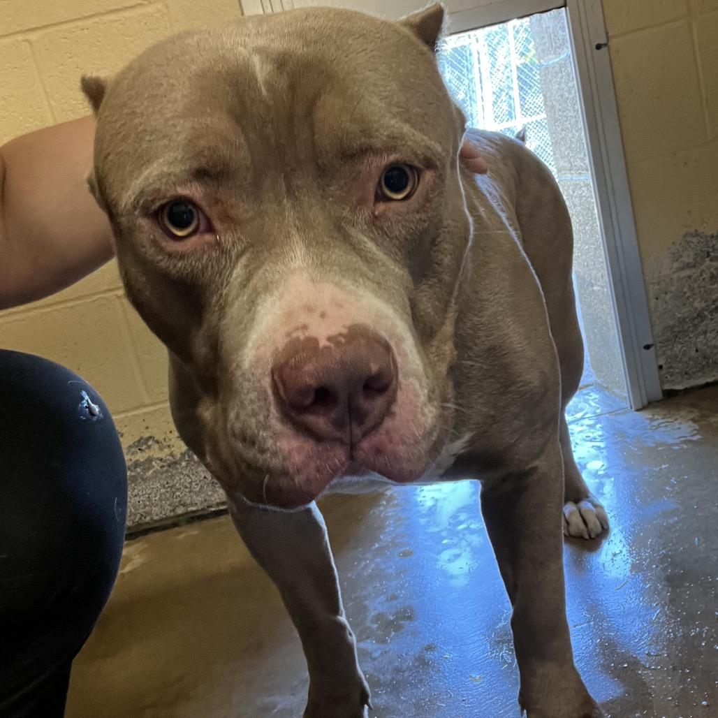 Enlarge Vin Diesel, a Adoptable Pit Bull Terrier in Waldorf, MD image 2/2
