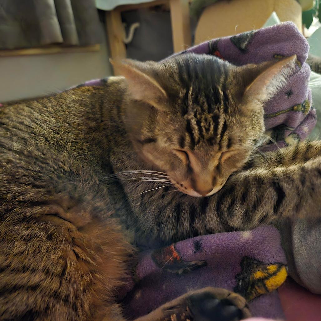JoeJoe Meower, Adoptable, Adult Male Domestic Short Hair.