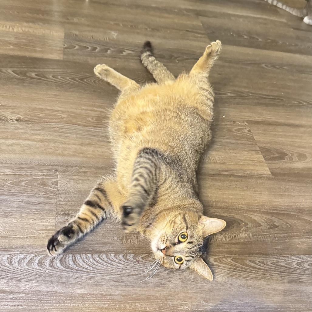JoeJoe Meower, a Adoptable Domestic Short Hair in Inver Grove Heights, MN image 2/6
