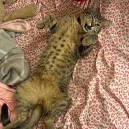 JoeJoe Meower, a Adoptable Domestic Short Hair in Inver Grove Heights, MN image 3/6