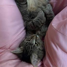 JoeJoe Meower, a Adoptable Domestic Short Hair in Inver Grove Heights, MN image 4/6