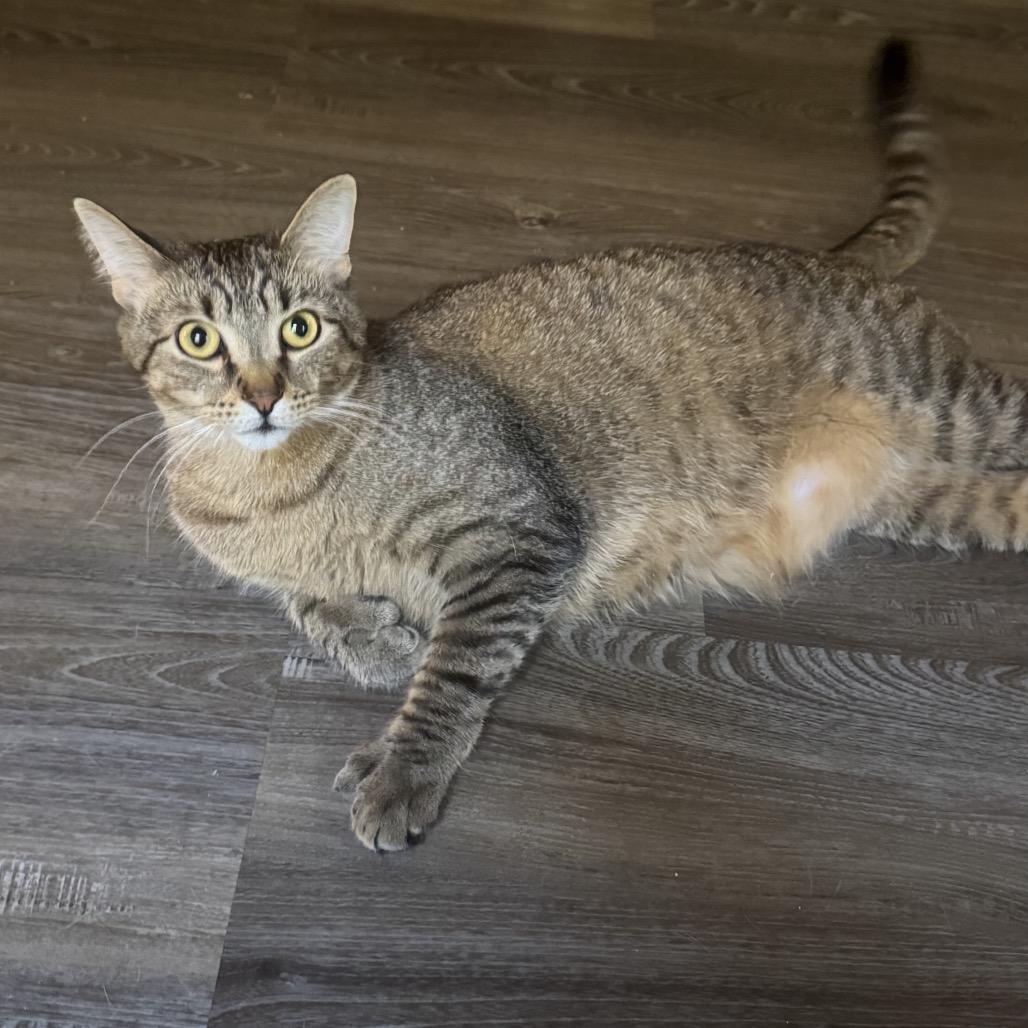 JoeJoe Meower, a Adoptable Domestic Short Hair in Inver Grove Heights, MN image 5/6