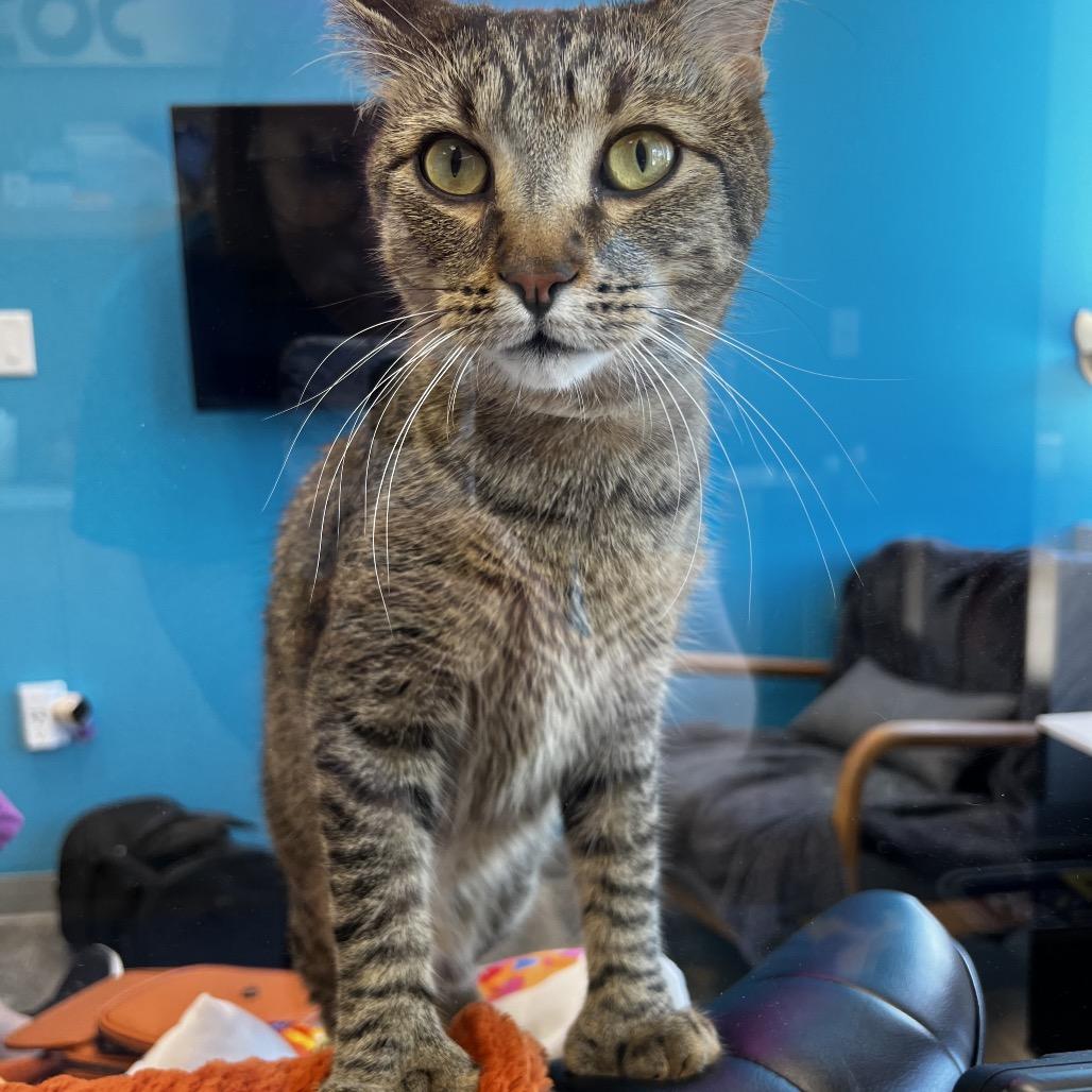 JoeJoe Meower, a Adoptable Domestic Short Hair in Inver Grove Heights, MN image 6/6