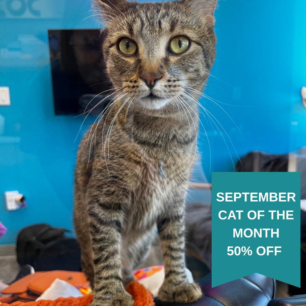Enlarge JoeJoe Meower, a Adoptable Domestic Short Hair in Inver Grove Heights, MN image 6/6
