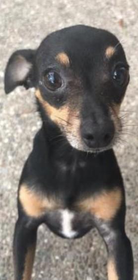 Enlarge Spike, a Adoptable mixed breed in Santa Fe, TX image 2/3