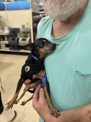 Spike, a Adoptable mixed breed in Santa Fe, TX image 2/3