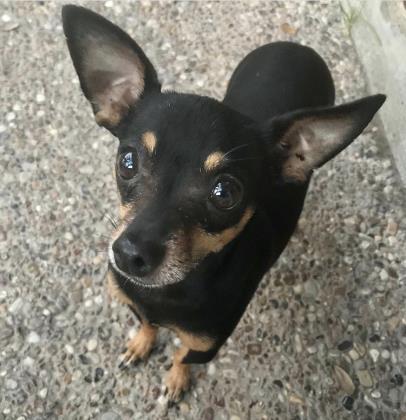 Enlarge Spike, a Adoptable mixed breed in Santa Fe, TX image 3/3