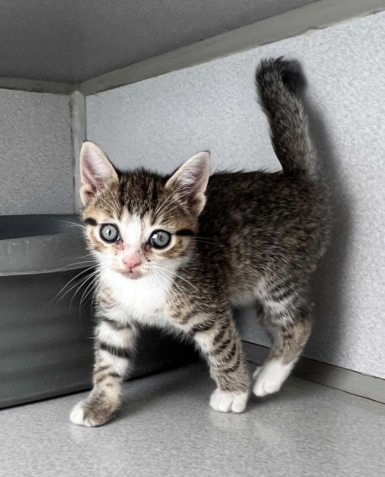 Enlarge Frodo, a Adoptable Domestic Short Hair in St. Ignace, MI image 1/1