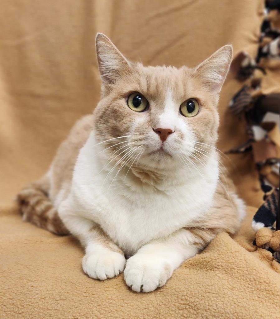 Enlarge Maple, a Adoptable mixed breed in Superior, WI image 1/1