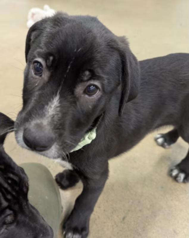 Enlarge Moose, a ADOPTABLE mixed breed in Morganton, NC image 1/4