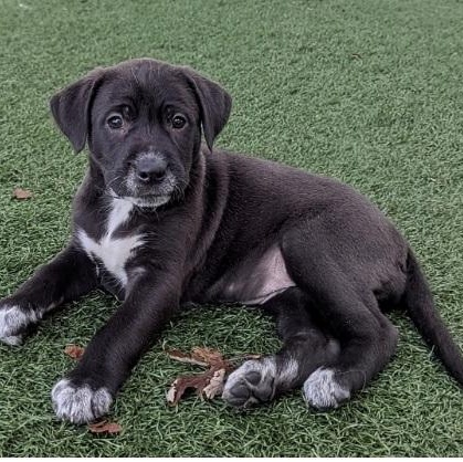 Moose, ADOPTABLE, Puppy Female Boxer & Labrador Retriever.