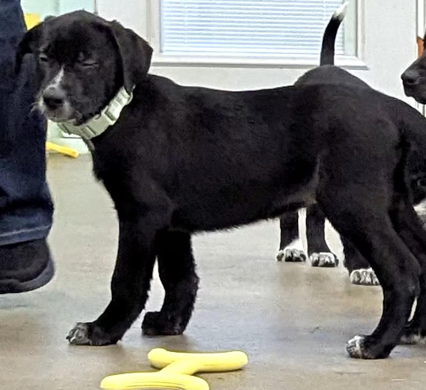 Enlarge Moose, a ADOPTABLE mixed breed in Morganton, NC image 2/4
